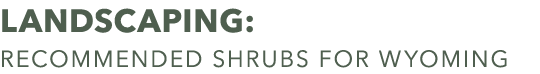 landscaping: recommended shrubs for wyoming