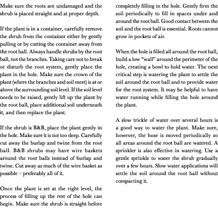 Make sure the roots are undamaged and the shrub is placed straight and at proper depth. If the plant is in a containe...