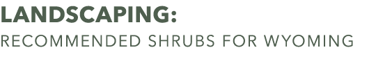 landscaping: recommended shrubs for wyoming