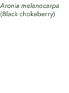 Aronia melanocarpa (Black chokeberry)
