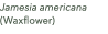 Jamesia americana (Waxflower)