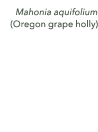 Mahonia aquifolium (Oregon grape holly)