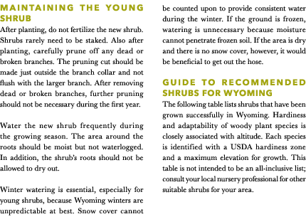 Maintaining the young shrub After planting, do not fertilize the new shrub. Shrubs rarely need to be staked. Also aft...