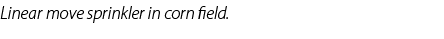 Linear move sprinkler in corn field.