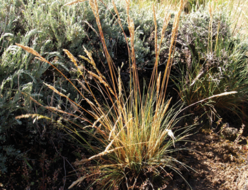 Carbon County WY on Game and Fish Pennock Mountain