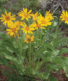 Arrowleaf Balsamroot