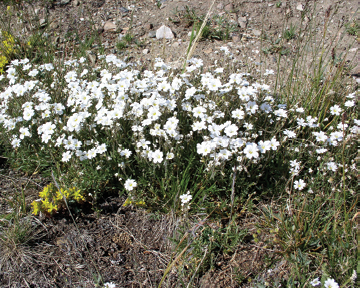 Along Gap Lake Trail