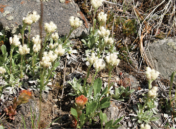Antennaria microphylla Sheep Mountain, Albany Co Wy