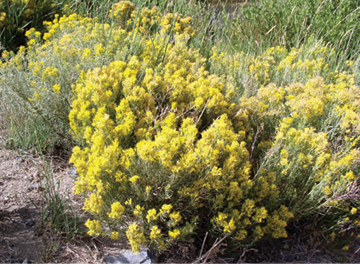 Burnt Ranch, Fremont County WY