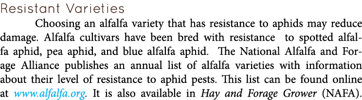 Resistant Varieties  Choosing an alfalfa variety that has resistance to aphids may reduce damage. Alfalfa cultivars h...