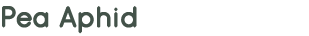 Pea Aphid