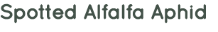 Spotted Alfalfa Aphid