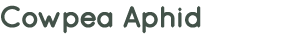 Cowpea Aphid