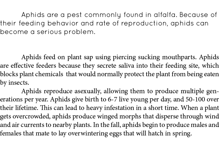  Aphids are a pest commonly found in alfalfa. Because of their feeding behavior and rate of reproduction, aphids can ...