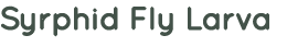 Syrphid Fly Larva