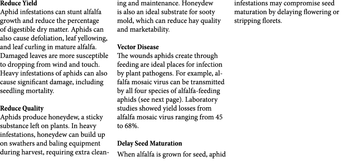 Reduce Yield Aphid infestations can stunt alfalfa growth and reduce the percentage of digestible dry matter. Aphids c...