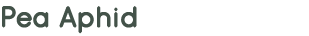 Pea Aphid