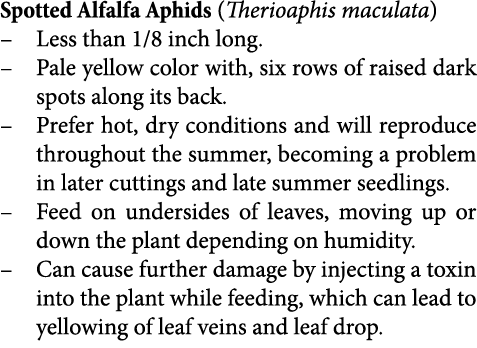 Spotted Alfalfa Aphids (Therioaphis maculata) Less than 1/8 inch long. Pale yellow color with, six rows of raised dar...