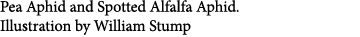 Pea Aphid and Spotted Alfalfa Aphid. Illustration by William Stump