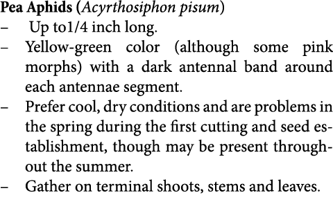 Pea Aphids (Acyrthosiphon pisum)  Up to1/4 inch long. Yellow-green color (although some pink morphs) with a dark ante...