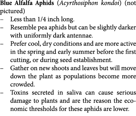 Blue Alfalfa Aphids (Acyrthosiphon kondoi) (not pictured) Less than 1/4 inch long. Resemble pea aphids but can be sli...