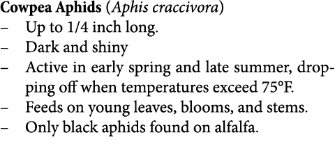 Cowpea Aphids (Aphis craccivora) Up to 1/4 inch long. Dark and shiny Active in early spring and late summer, dropping...