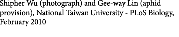 Shipher Wu (photograph) and Gee-way Lin (aphid provision), National Taiwan University - PLoS Biology, February 2010