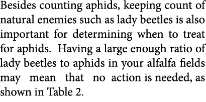 Besides counting aphids, keeping count of natural enemies such as lady beetles is also important for determining when...
