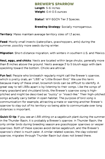 Brewer’s sparrow Length: 5-6 inches Weight: 0.4-0.5 ounces Status1: WY-SGCN Tier 2 Species. Breeding Strategy: Social...