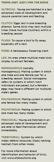 Terms (not just) for the birds Altricial: Young are hatched in a less advanced state of development and require paren...