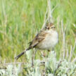Pictured: A Brewer's sparrow is perched on sage brush looking into the camera. 