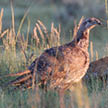 Pictured: A medium brown sage-grouse standing alertly in a dry grass clump.
