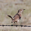 Pictured: A sage thrasher perched on a strand of barbed wire.