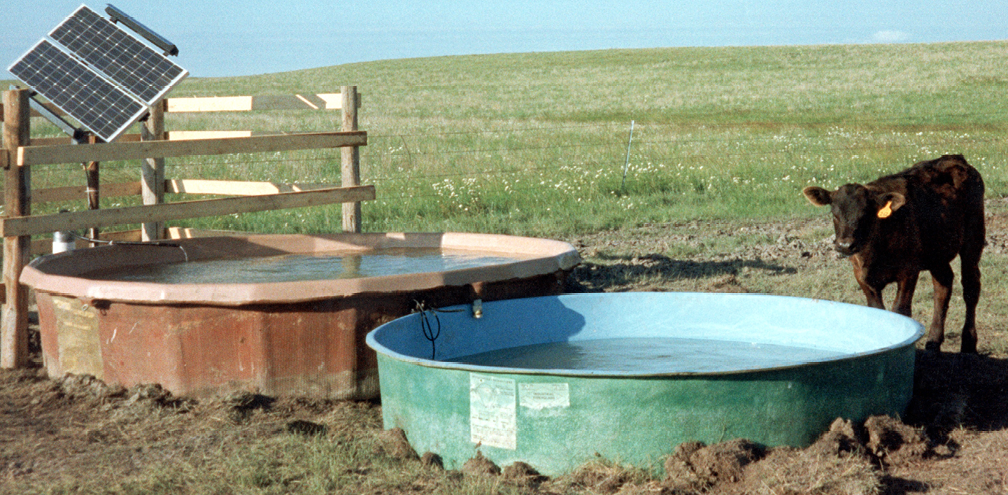 This small calf is preparing to drink water that was brought to him by a solar-powered pump. This system, located on the Clarence Laub, Jr., ranch south of Elgin, North Dakota, has two Shell 41-watt panels, a Shurflo pump, and a Solarjack controller. It pumps around 2.5 gallons per minute and waters around 50 head of cattle.