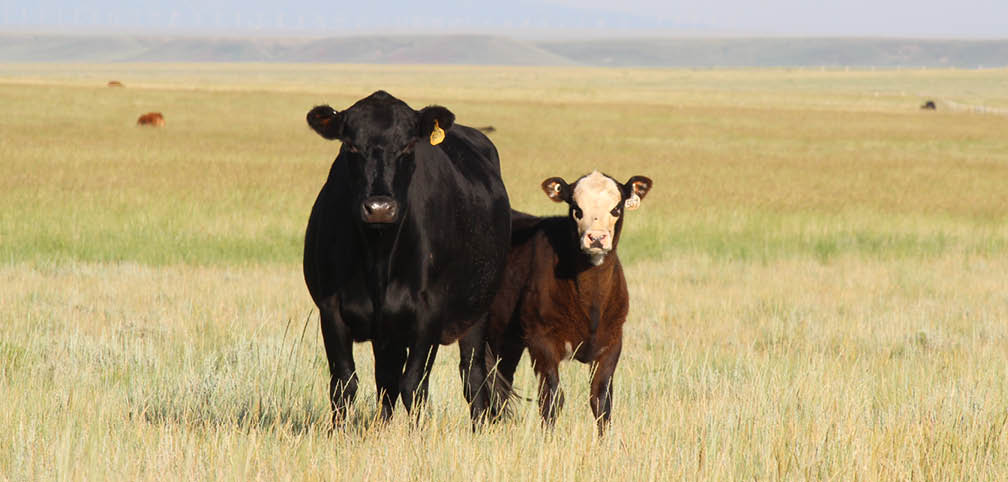 Mother cow and calf in field