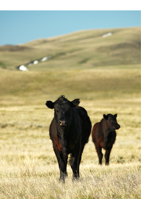 photo of black angus cow and calf on range