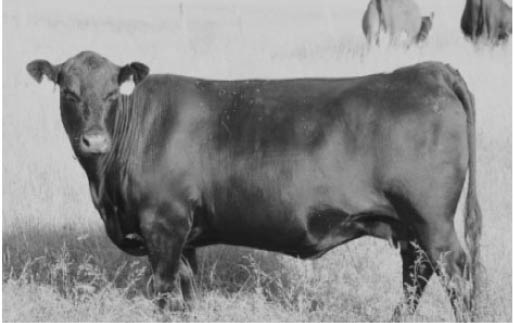 photo of BCS 6+ cow