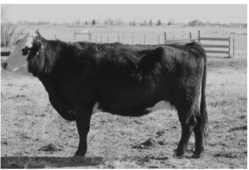photo of BCS4 cow