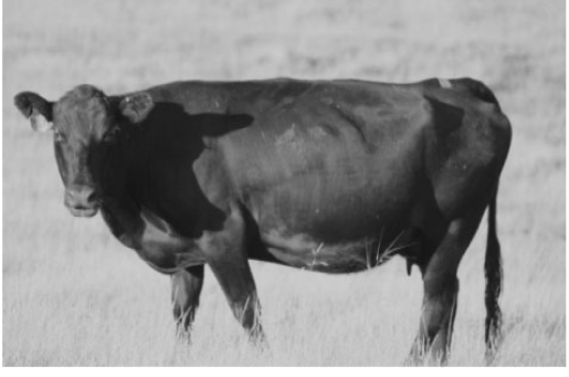 photo of BCS 3 cow