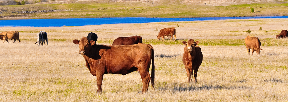 photo of red angus cows on range