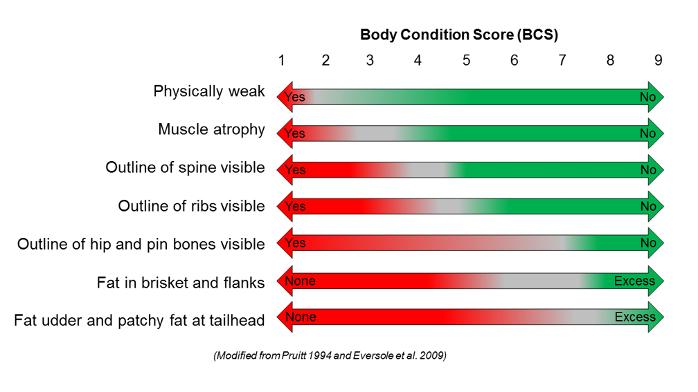 graph of body condition score as it relates to physical characteristics