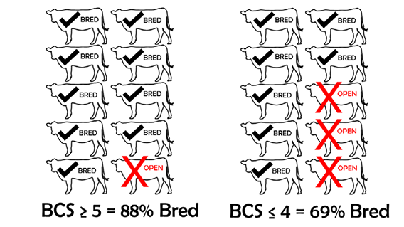 Figure of  relationship between body condition score and breeding success