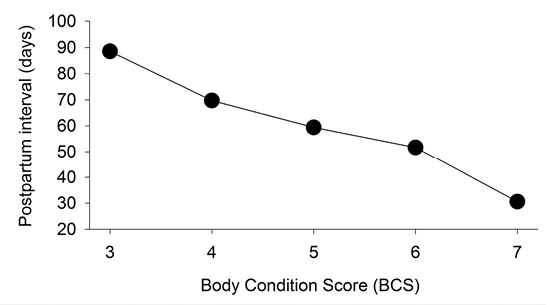 Graph of body condition score relationship to postpartum interval