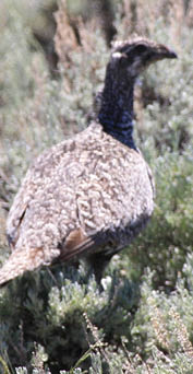 A female sage-grouse standing in a green field 