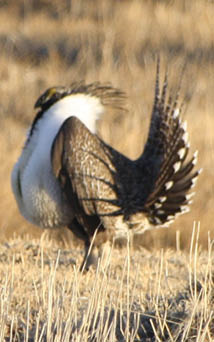 A strutting male sage-grouse in a brown grassy fied 