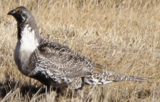 A male sage-grouse standing in a grassy field 