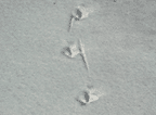 Sage-grouse tracks in snow 