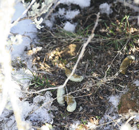 White sage-grouse fecal pellets on snowy ground 