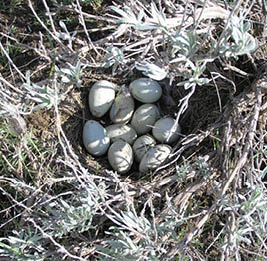 A sage-grouse nest in a sagebush with 10 eggs  