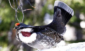 A dusky grouse standing on a snowy log with green leaves in the background 